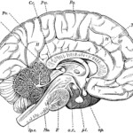 Blank Diagram Of The Inside Of The Brain Blank Brain Diagram System
