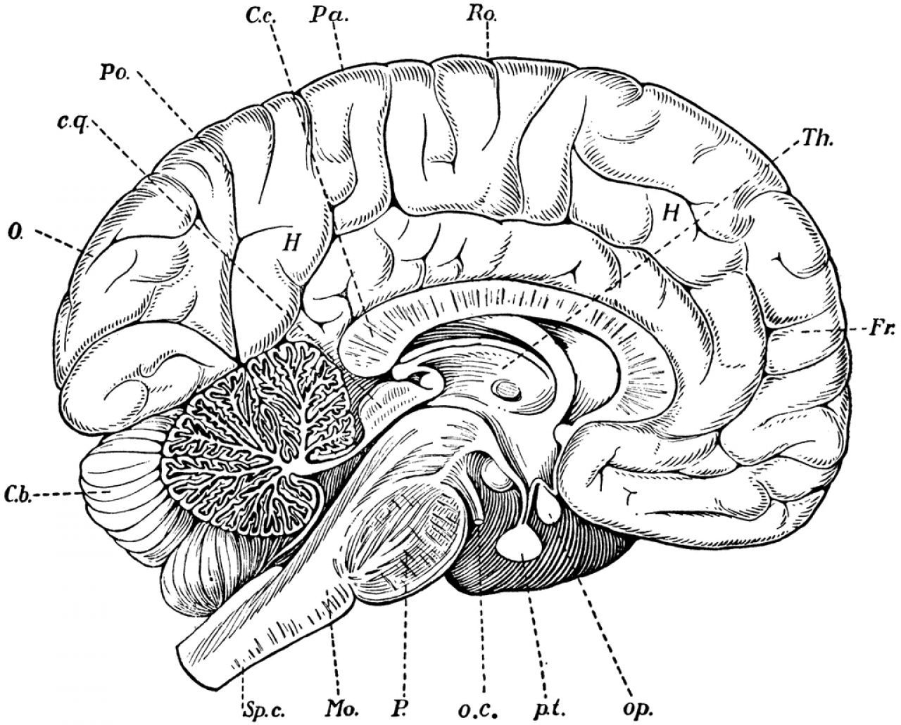 Blank Diagram Of The Inside Of The Brain Blank Brain Diagram System 