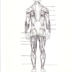Blank Muscle Diagram To Label Lovely New Page 1 bs079 K12 Muscle