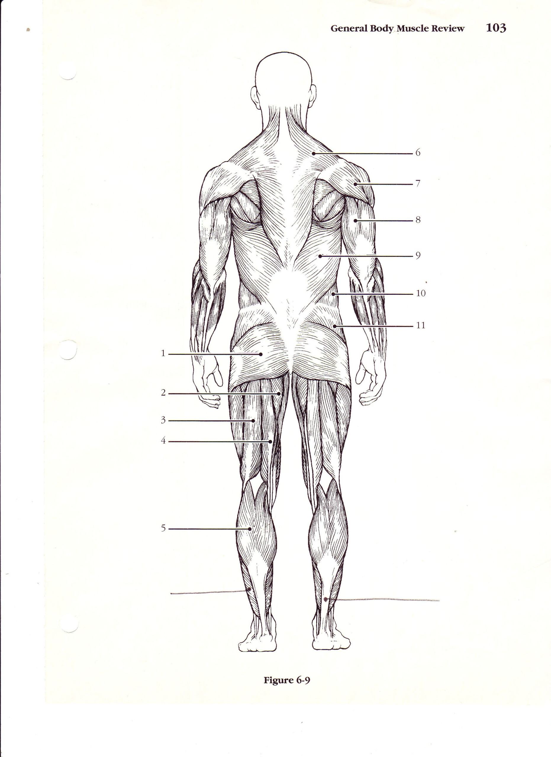 Printable Blank Muscle Diagram