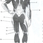 Blank Muscle Diagram To Label Unique Posterior Muscles Unlabeled Study