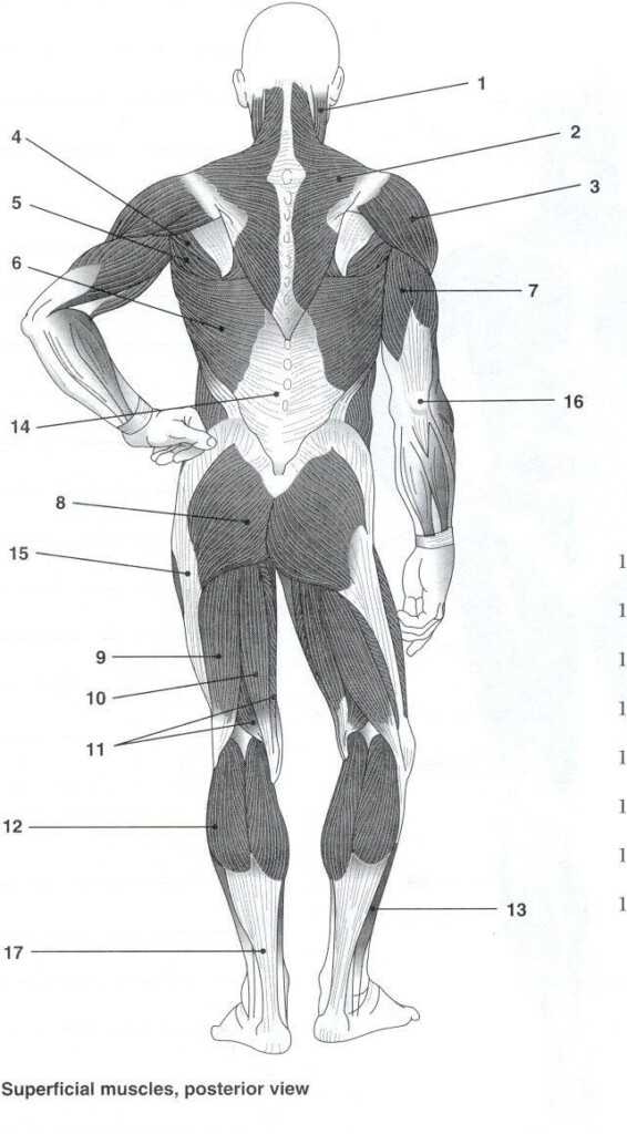 Blank Muscle Diagram To Label Unique Posterior Muscles Unlabeled Study 