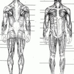 Blank Muscles Diagram To Label Google Search Muscle Diagram Human