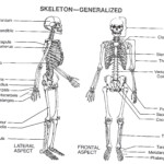 Blank Skeleton Diagram To Label Front And Back Of The Outstanding