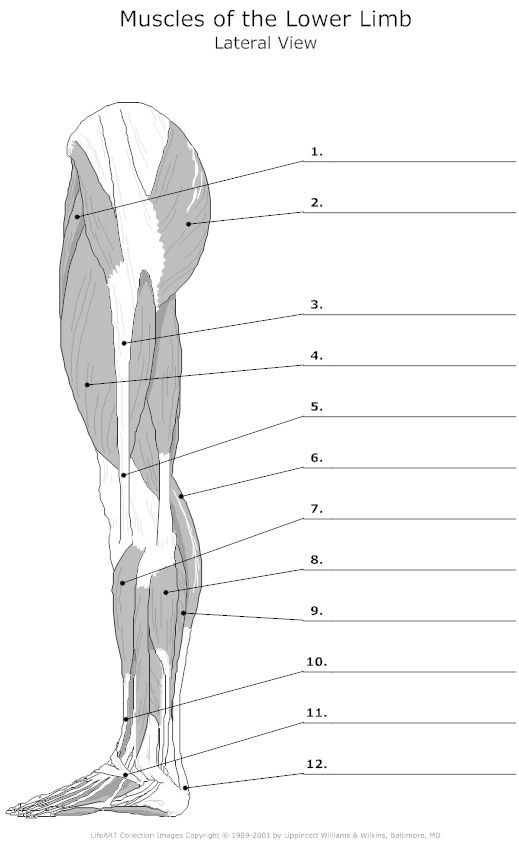 Muscle Blank Drawing Google Search Anatomy Teaching College Human 