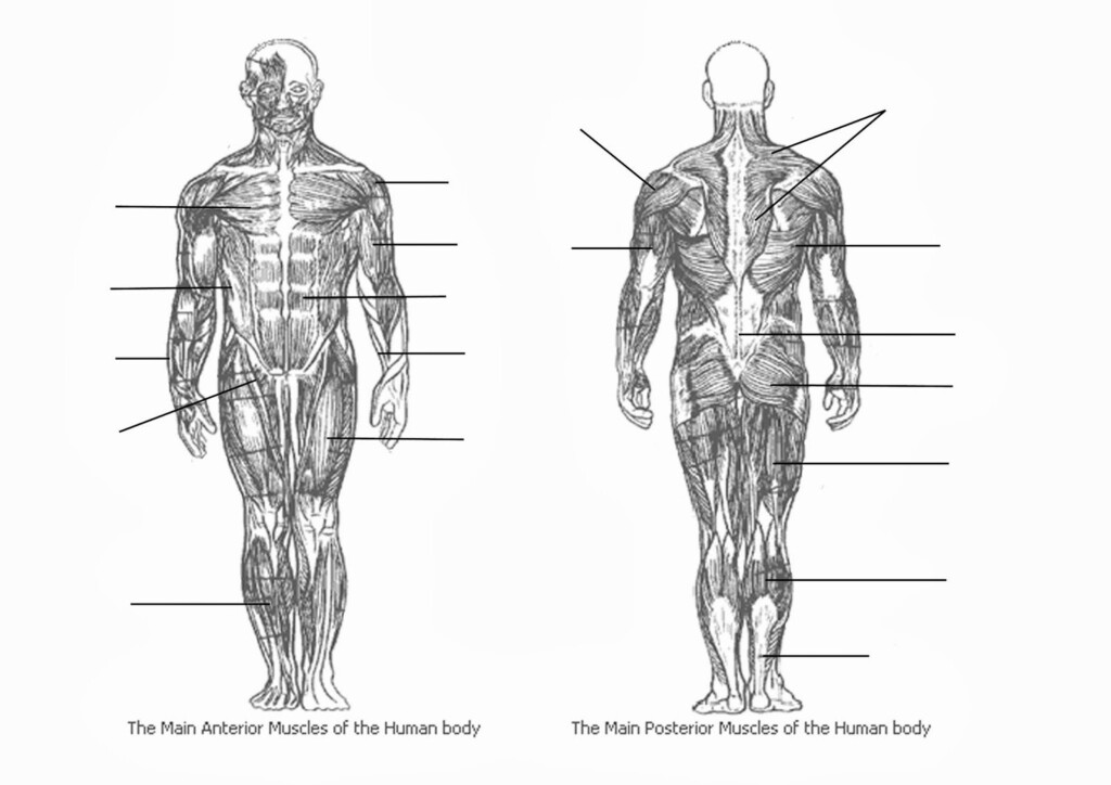 Muscle Diagram Blank Koibana info Muscle Diagram Muscular System 