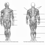 Muscle Diagram Blank Koibana info Muscle Diagram Muscular System