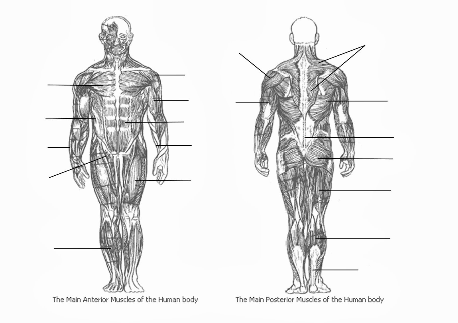 Muscle Diagram Blank Koibana info Muscle Diagram Muscular System