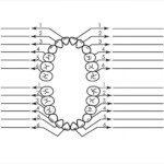 11 Teeth Chart Templates Sample Templates