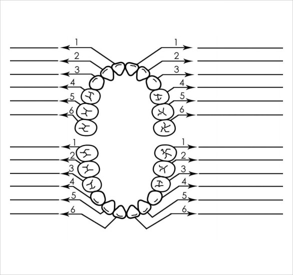 11 Teeth Chart Templates Sample Templates