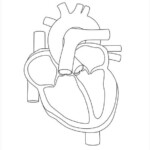 13 Heart Diagram Templates Sample Example Format Download Free