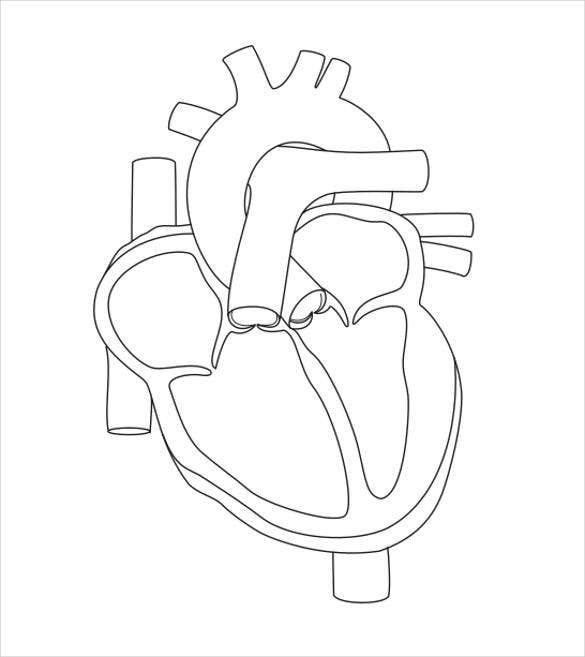 13 Heart Diagram Templates Sample Example Format Download Free