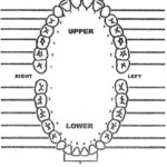 Blank Tooth Chart Dental Charting Tooth Chart Dental Assistant Study