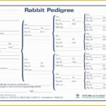 Free Rabbit Pedigree Template Of Rabbit Pedigree Blank Chart Rabbits