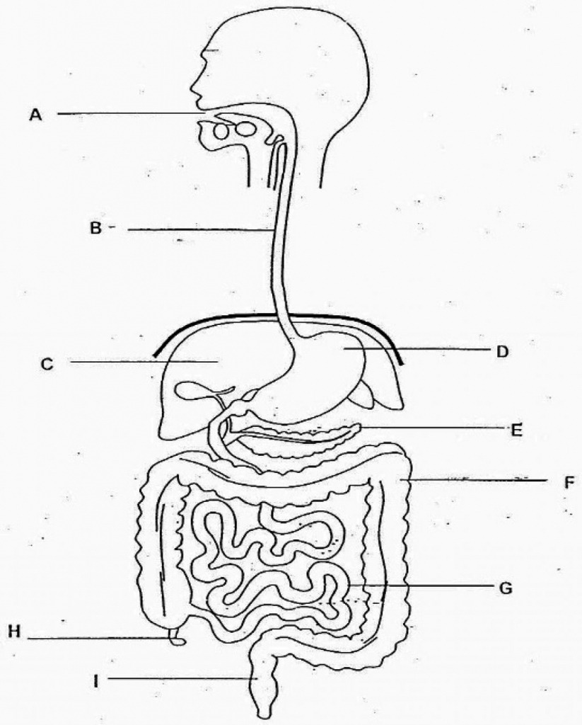 Human Digestive System Drawing At GetDrawings Free Download