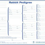 Rabbit Pedigree Chart Tool For Making Pedigrees
