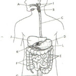 Sketch Of Human Digestive System At PaintingValley Explore