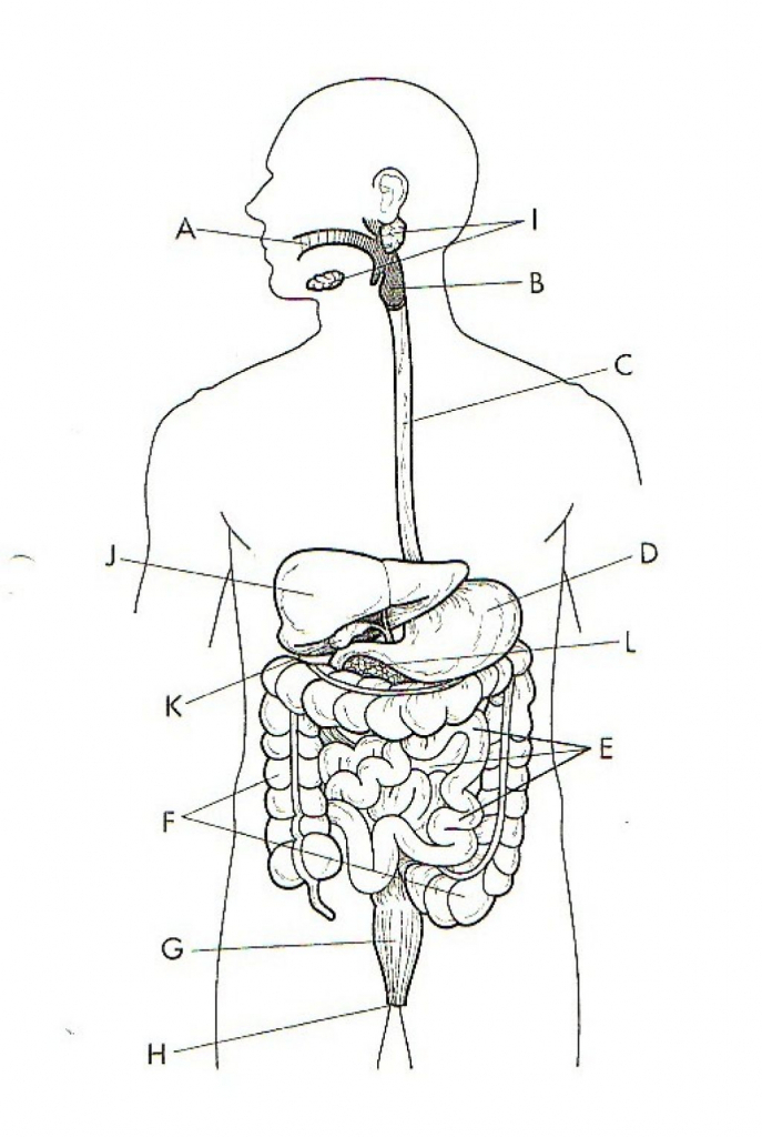 Sketch Of Human Digestive System At PaintingValley Explore 