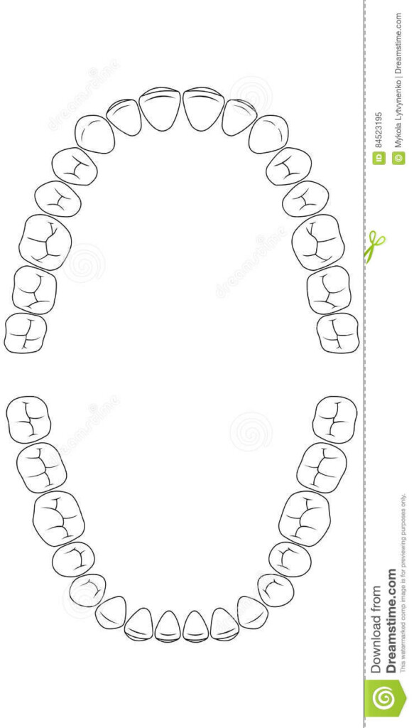 Teeth Chart Tooth Stock Vector Illustration Of Dental 84523195